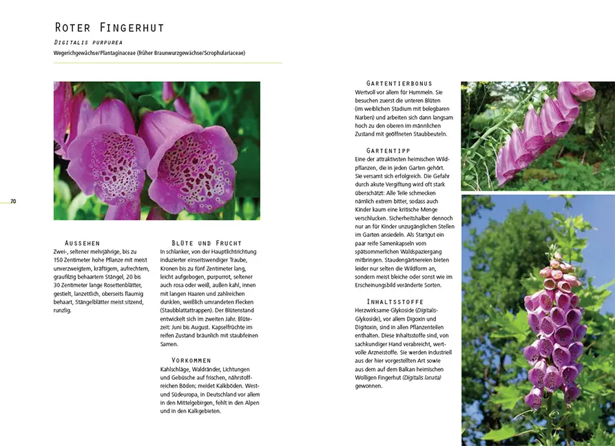 Sample Content (Image) Gefährliche Schönheiten - Giftpflanzen im Garten