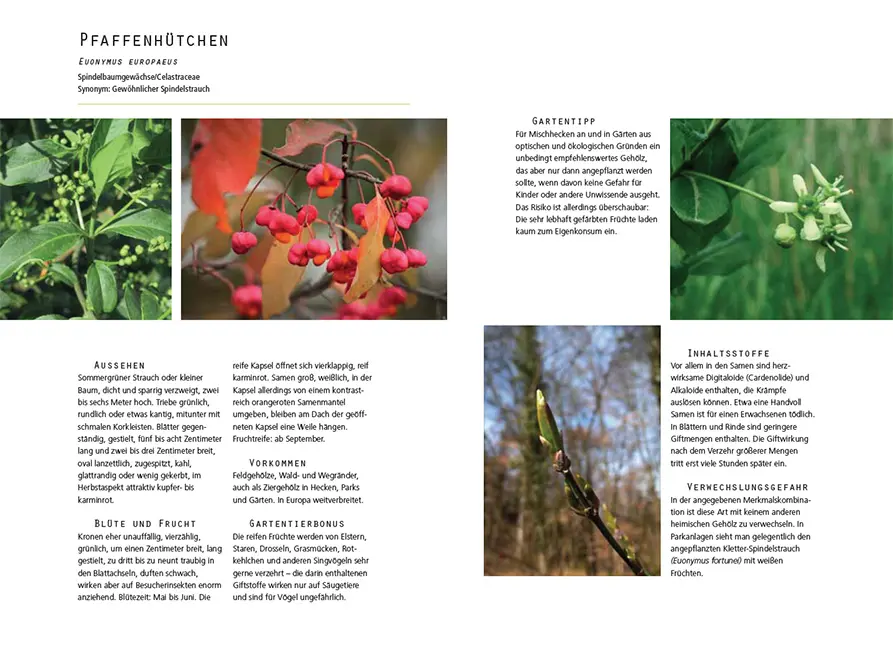 Sample Content (Image) Gefährliche Schönheiten - Giftpflanzen im Garten