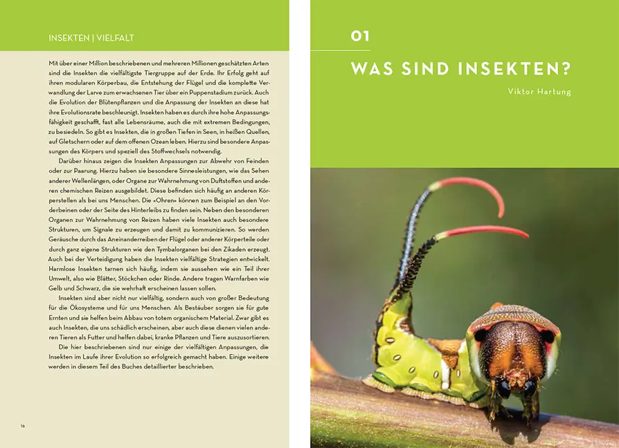 Sample Content (Image) Facettenreiche Insekten