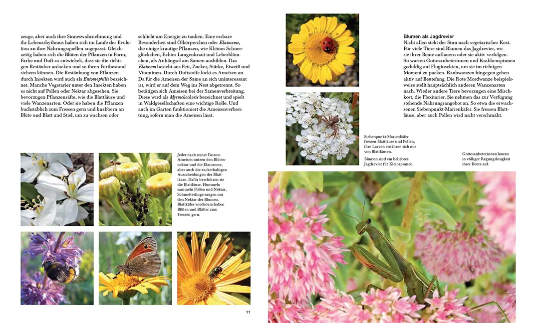 Sample Content (Image) Natürlich schön und wild umschwärmt