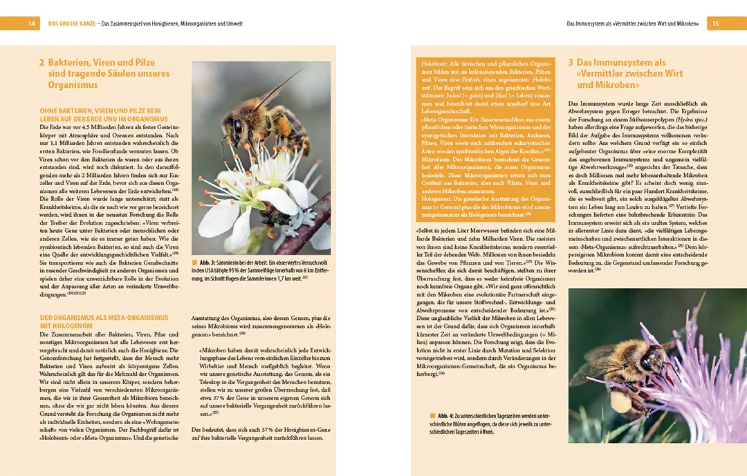 Sample Content (Image) Bienenbau und Bienenbeute