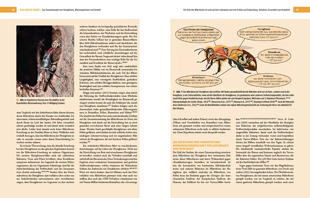 Sample Content (Image) Bienenbau und Bienenbeute