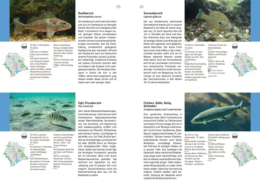 Sample Content (Image) Neue Stadtfauna