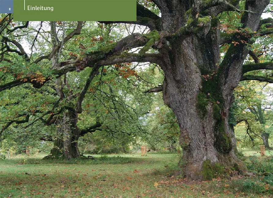 Sample Content (Image) Baumwanderungen