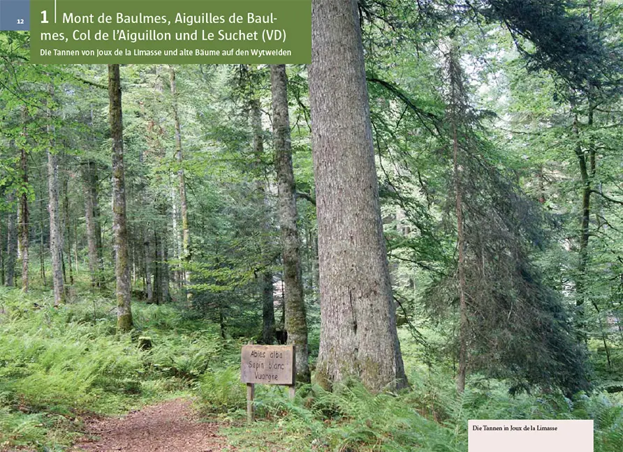 Sample Content (Image) Baumwanderungen