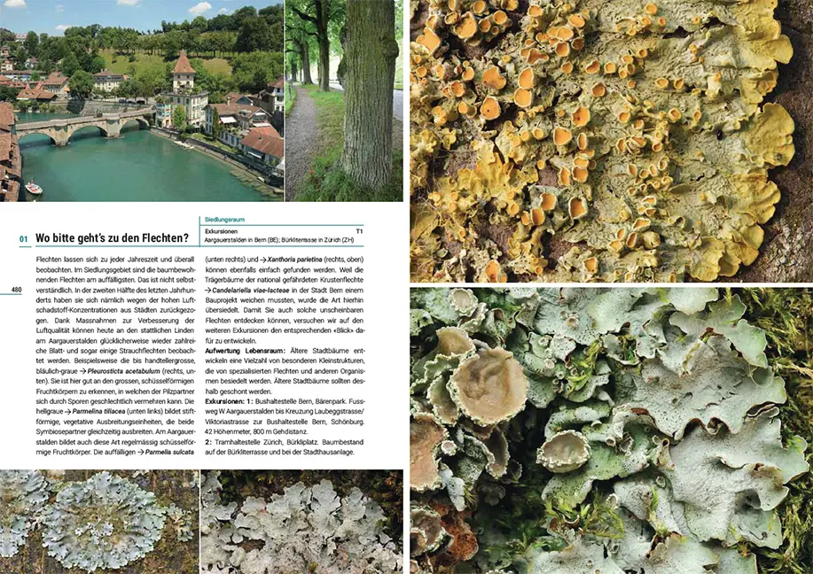 Sample Content (Image) Flechten der Schweiz