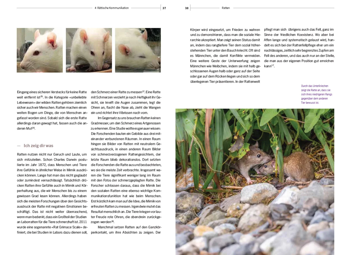 Sample Content (Image) Ratten