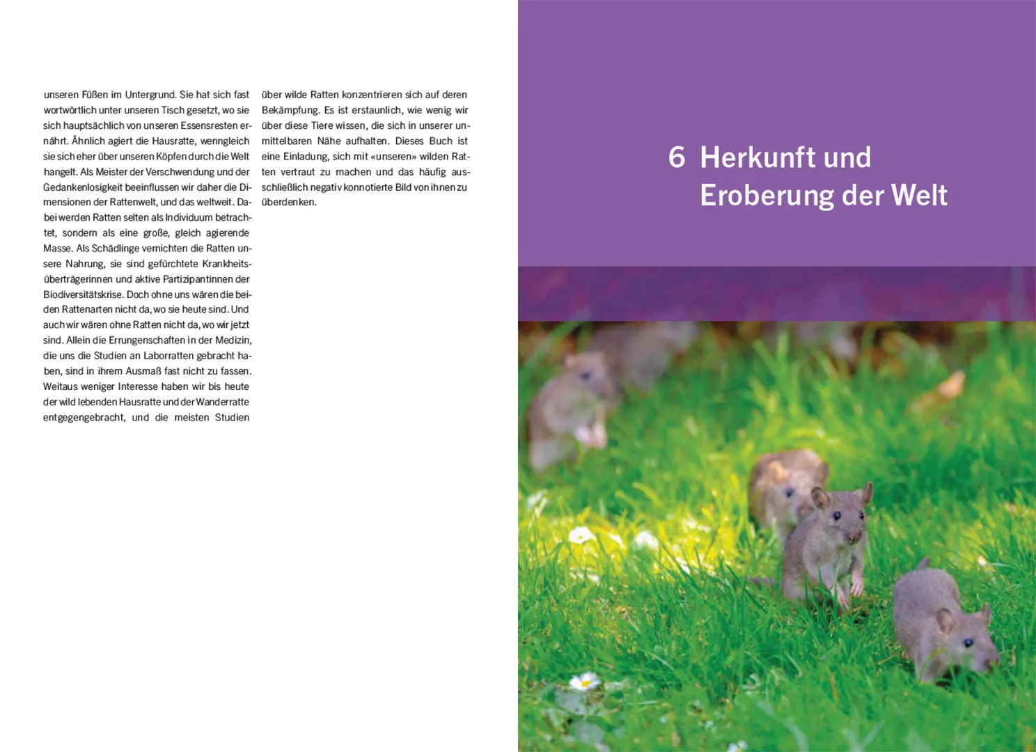 Sample Content (Image) Ratten