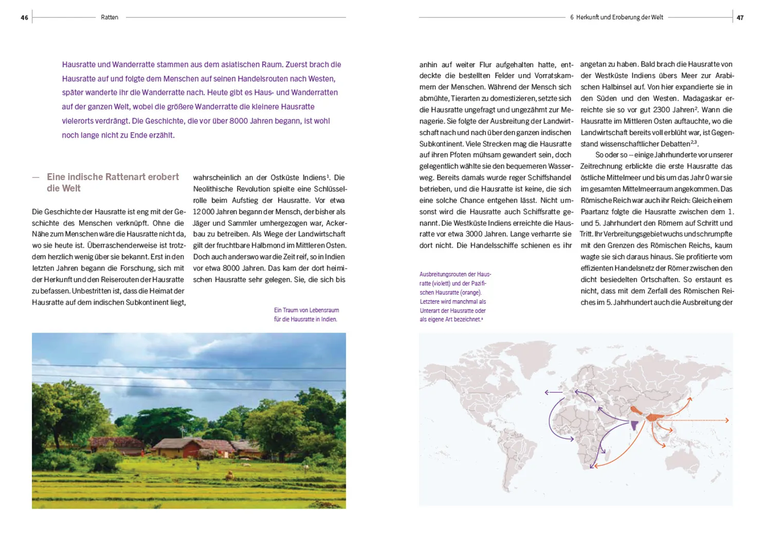 Sample Content (Image) Ratten