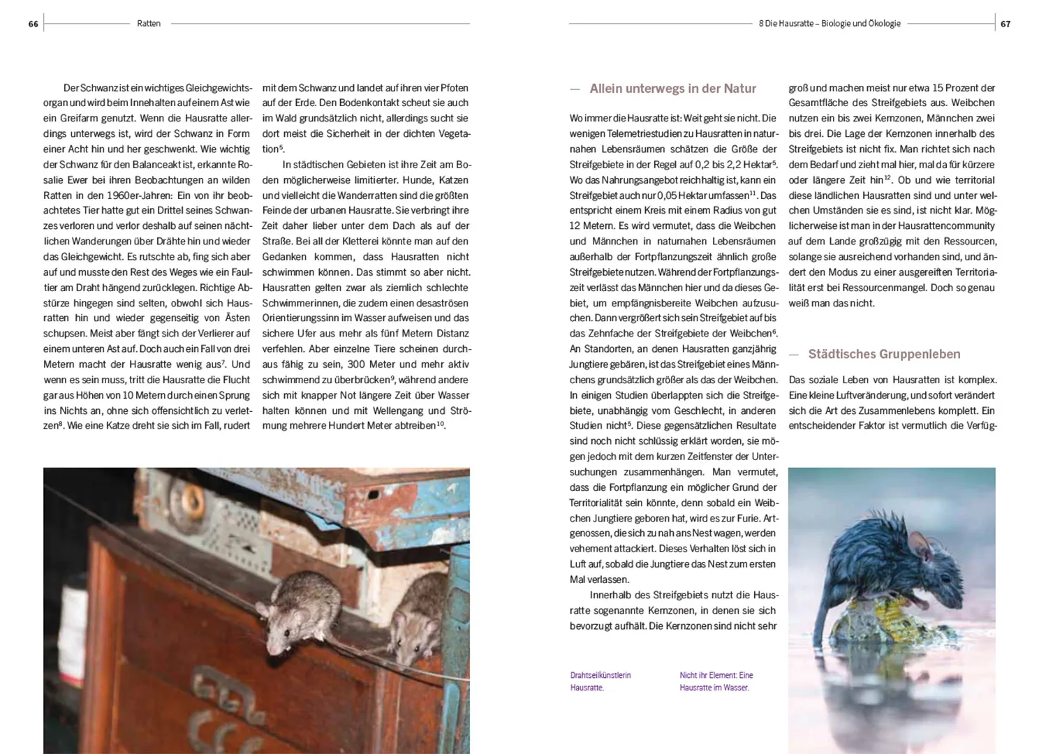 Sample Content (Image) Ratten