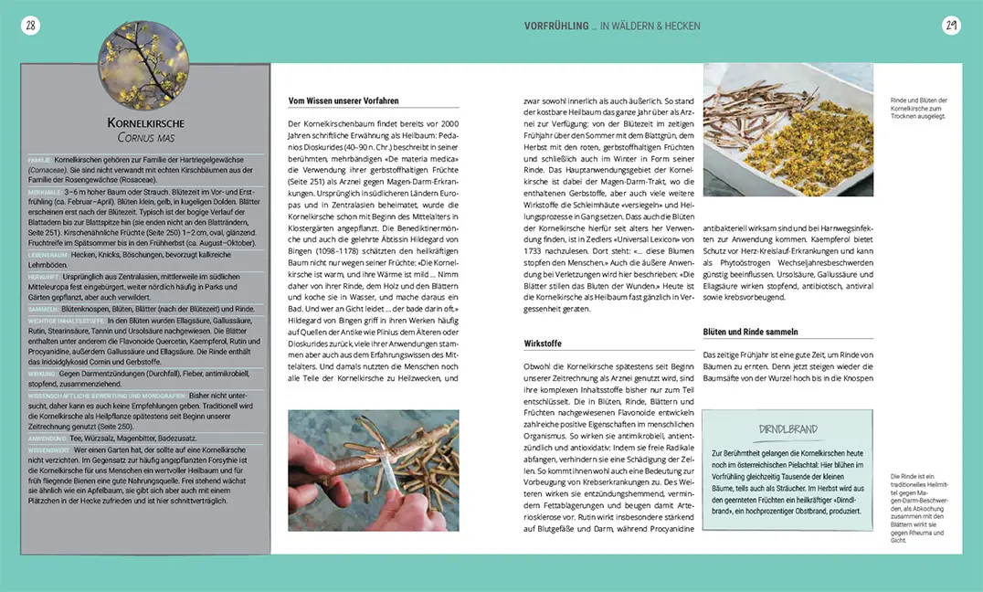 Sample Content (Image) Heilsame Wildpflanzen