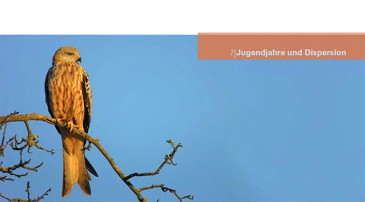 Sample Content (Image) Der Rotmilan