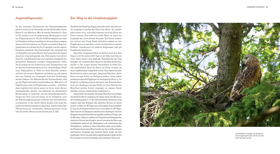 Sample Content (Image) Der Rotmilan