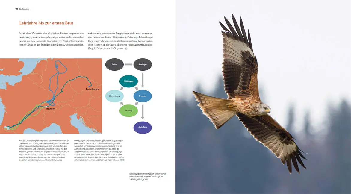 Sample Content (Image) Der Rotmilan