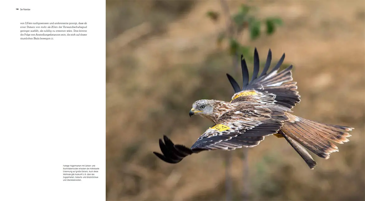 Sample Content (Image) Der Rotmilan