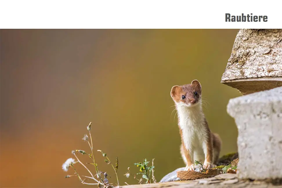 Sample Content (Image) Atlas der Säugetiere – Schweiz und Liechtenstein