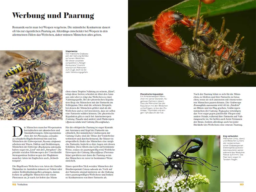 Sample Content (Image) Wespen