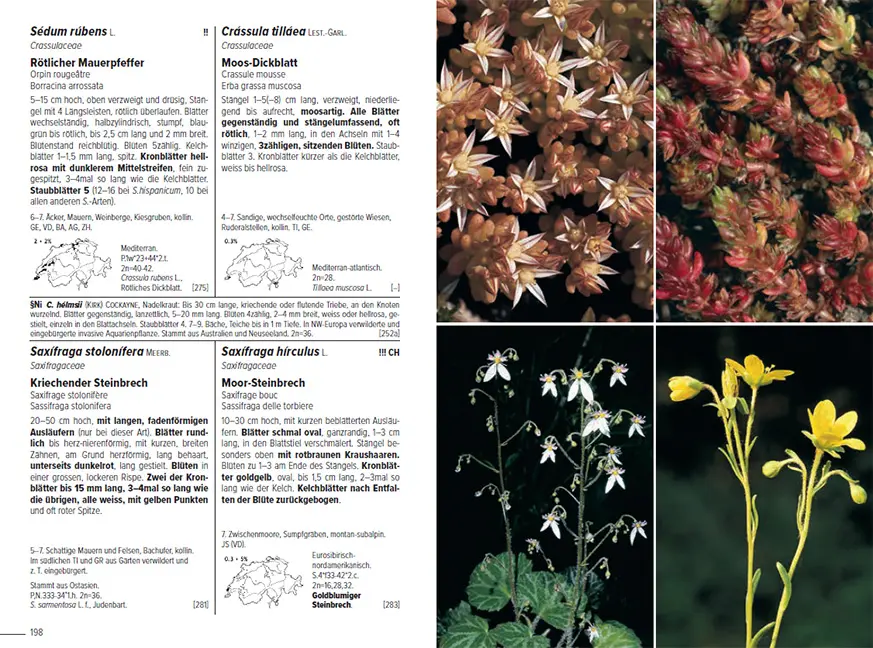 Sample Content (Image) Flora Helvetica - Illustrierte Flora der Schweiz