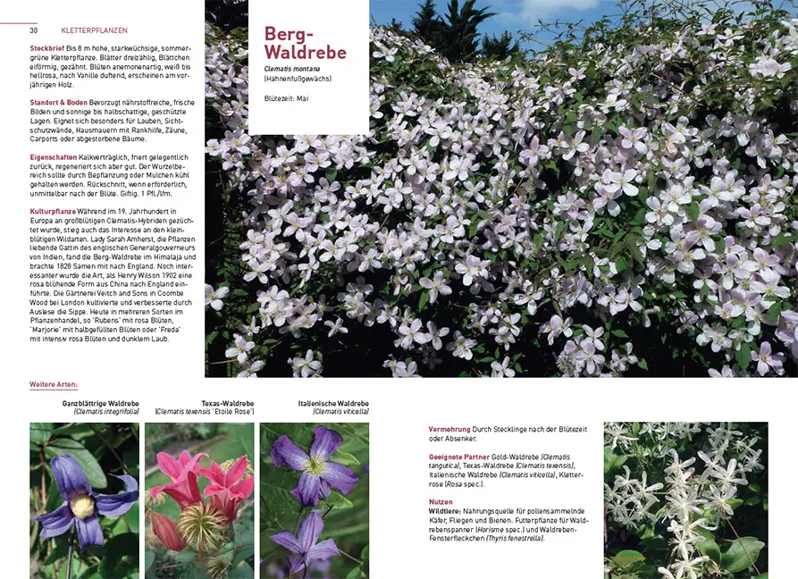 Sample Content (Image) Kletterpflanzen und Bodendecker