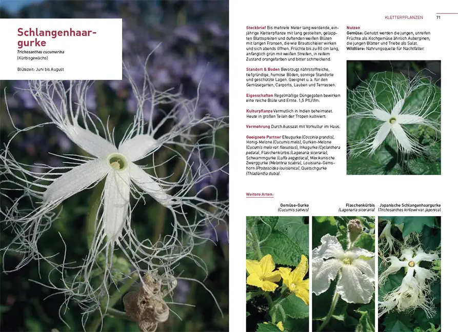 Sample Content (Image) Kletterpflanzen und Bodendecker