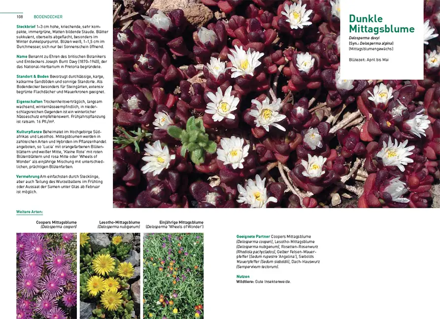 Sample Content (Image) Kletterpflanzen und Bodendecker