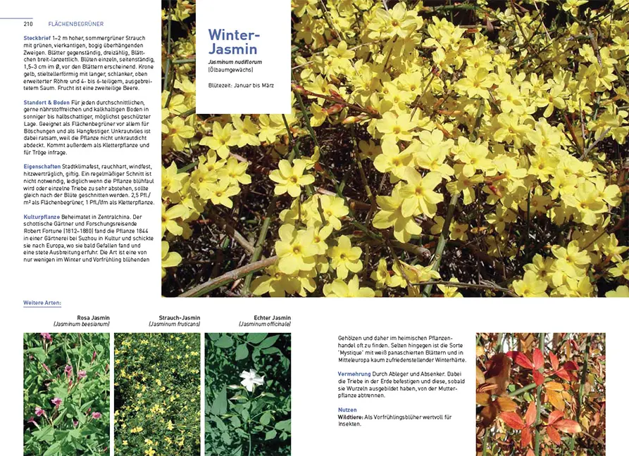 Sample Content (Image) Kletterpflanzen und Bodendecker