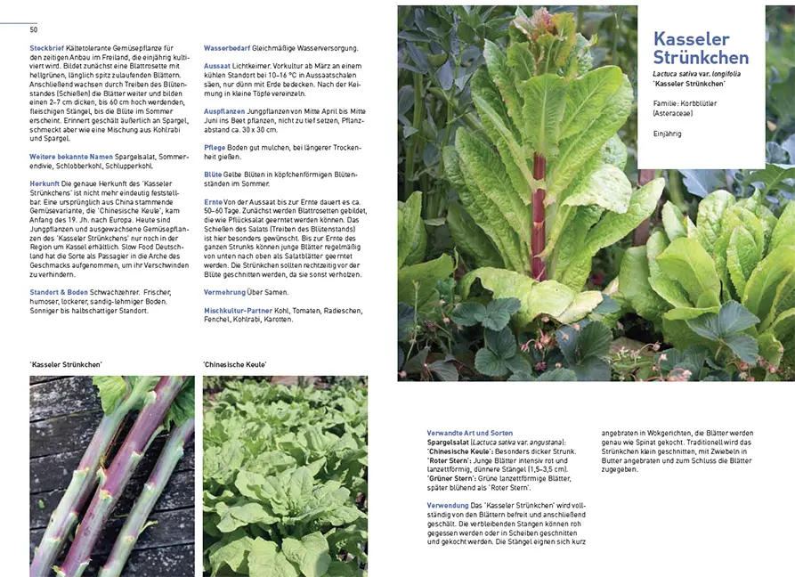 Sample Content (Image) Klimastarke Gemüse