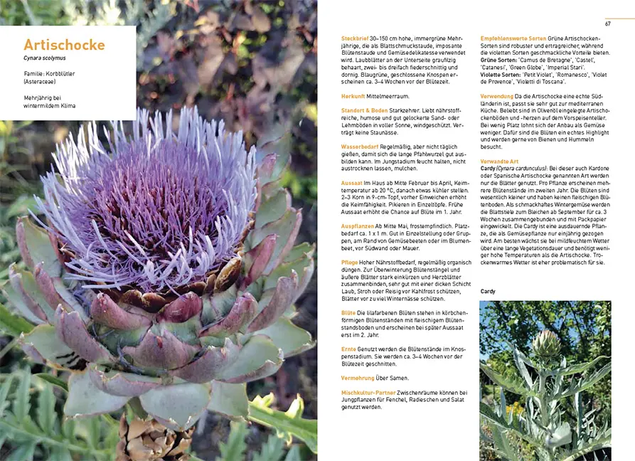 Sample Content (Image) Klimastarke Gemüse