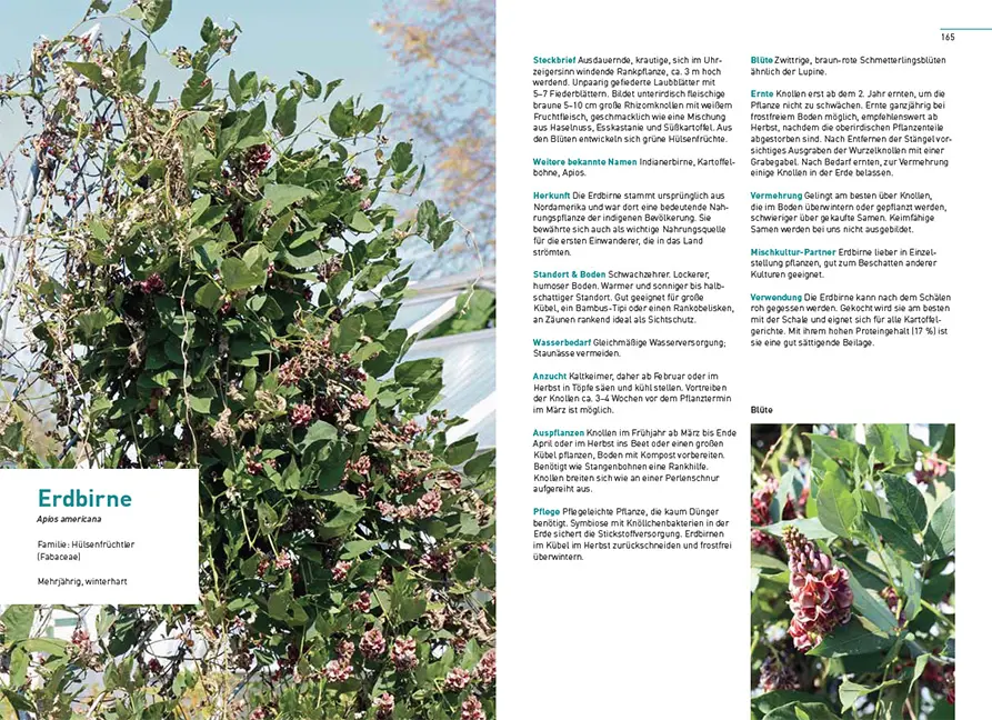 Sample Content (Image) Klimastarke Gemüse