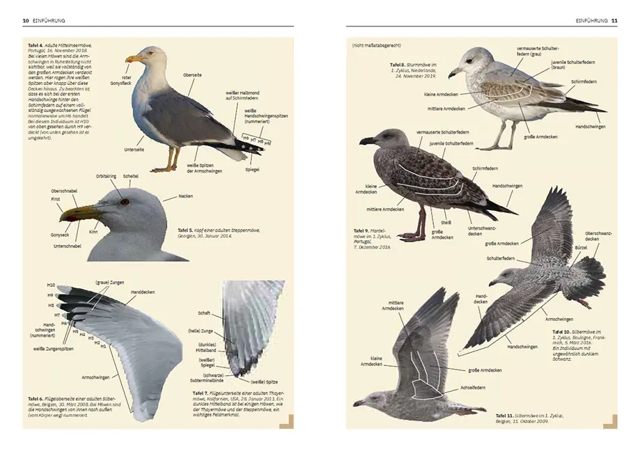 Sample Content (Image) Die Möwen Europas, Nordafrikas und Vorderasiens