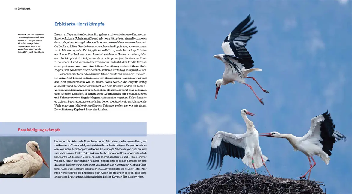 Sample Content (Image) Der Weißstorch