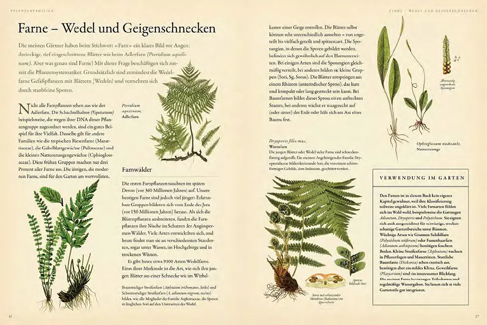 Sample Content (Image) Pflanzenfamilien