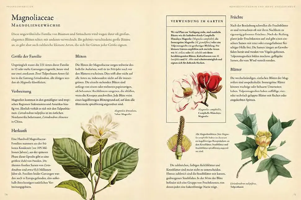 Sample Content (Image) Pflanzenfamilien