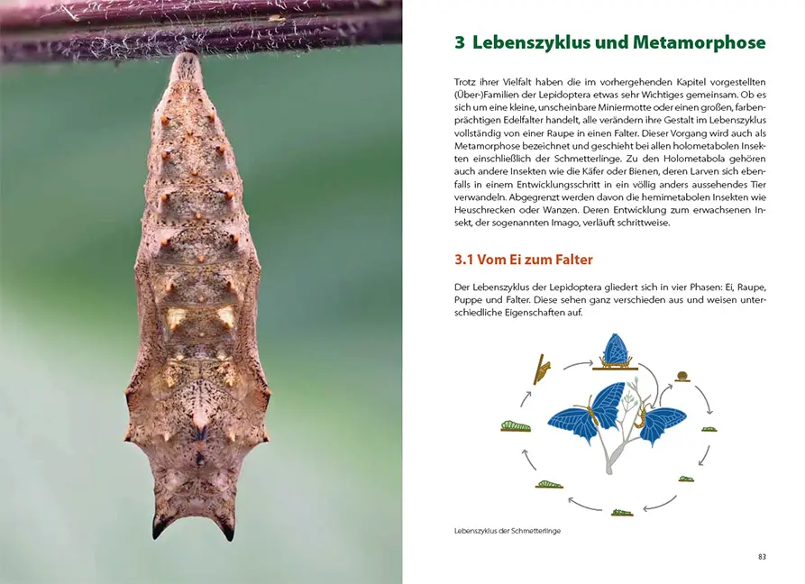 Sample Content (Image) Schmetterlingswissen