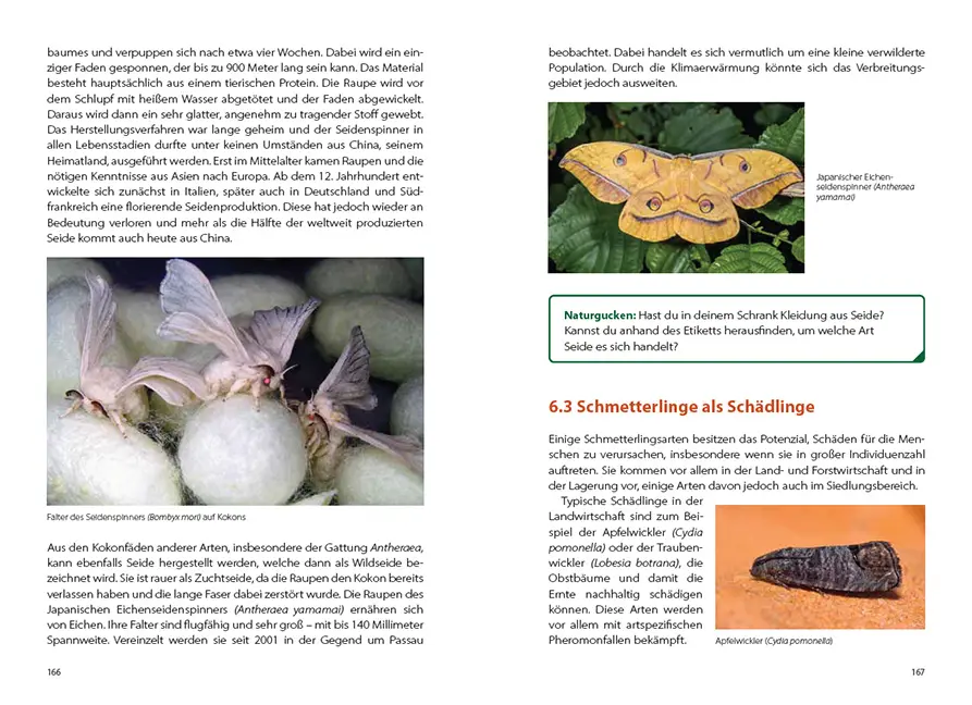 Sample Content (Image) Schmetterlingswissen