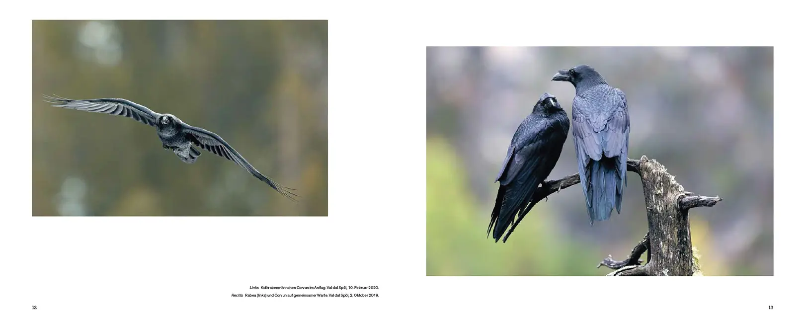 Sample Content (Image) Der Kolkrabe – Totenvogel, Götterbote, tierisches Genie