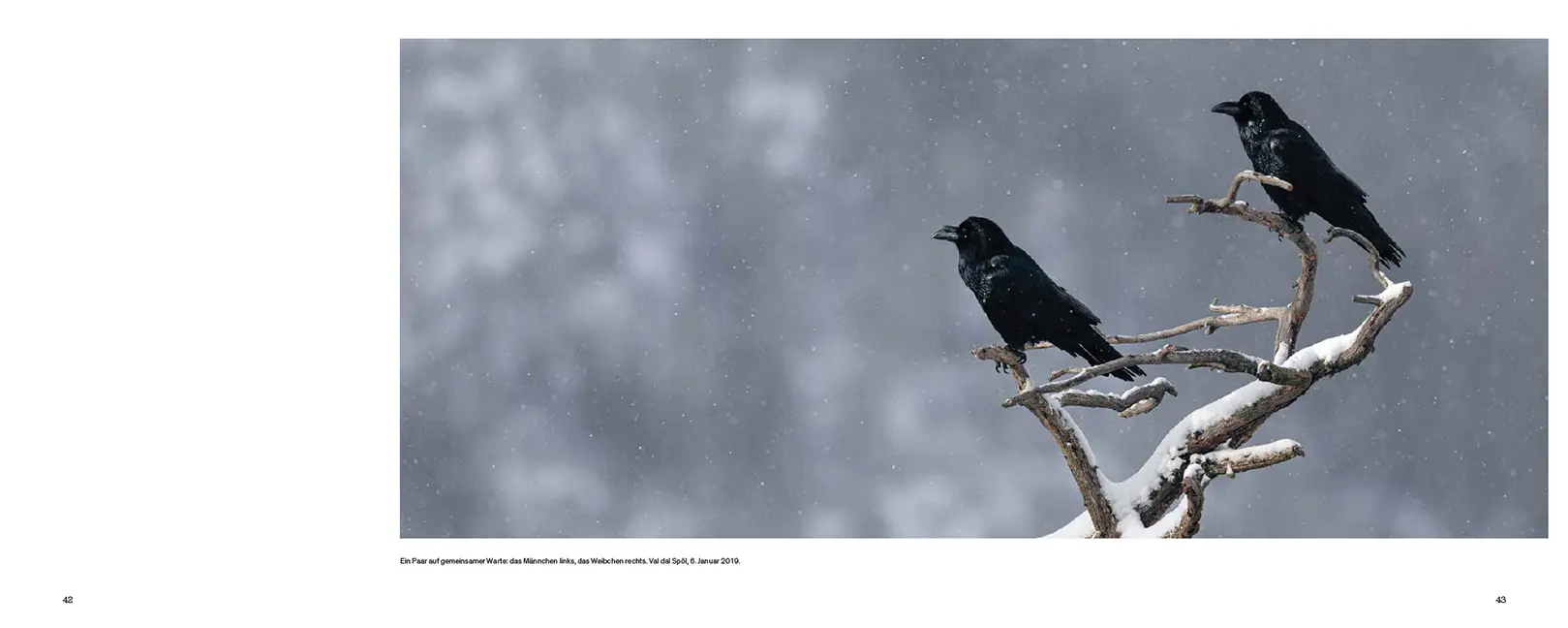 Sample Content (Image) Der Kolkrabe – Totenvogel, Götterbote, tierisches Genie