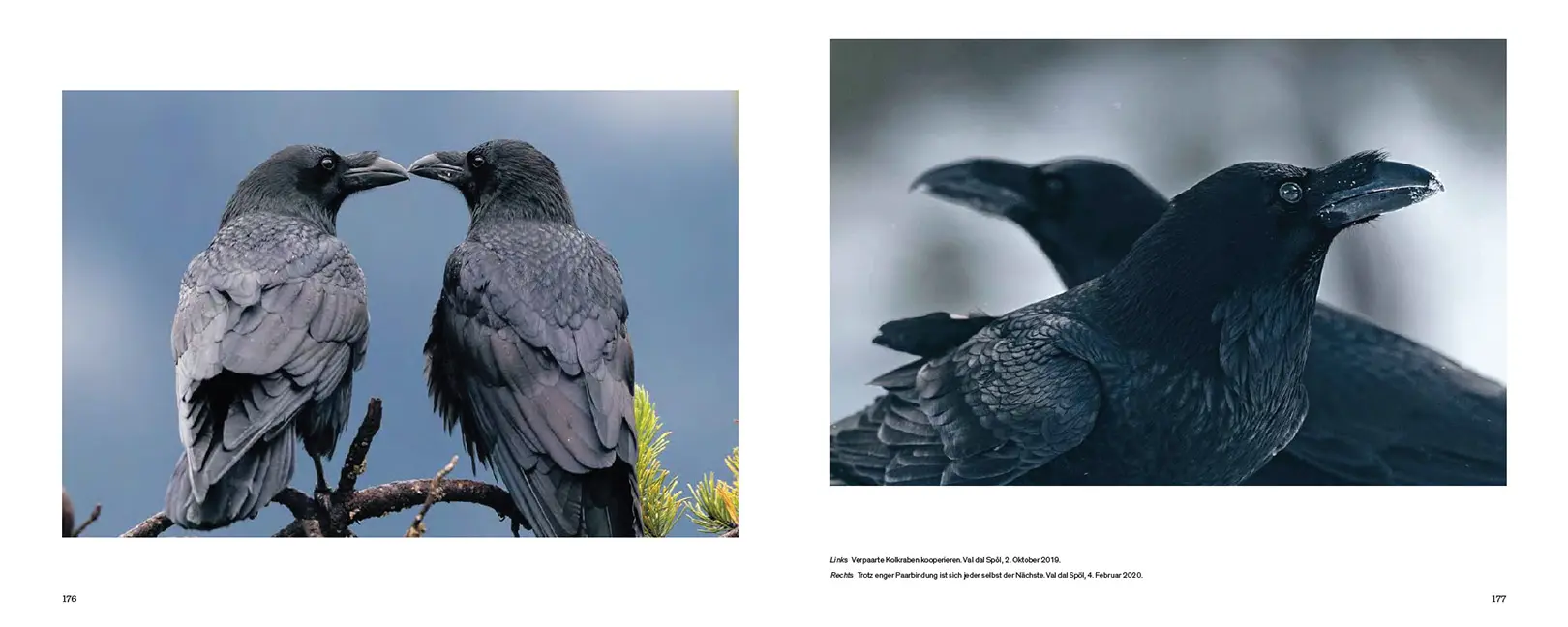 Sample Content (Image) Der Kolkrabe – Totenvogel, Götterbote, tierisches Genie