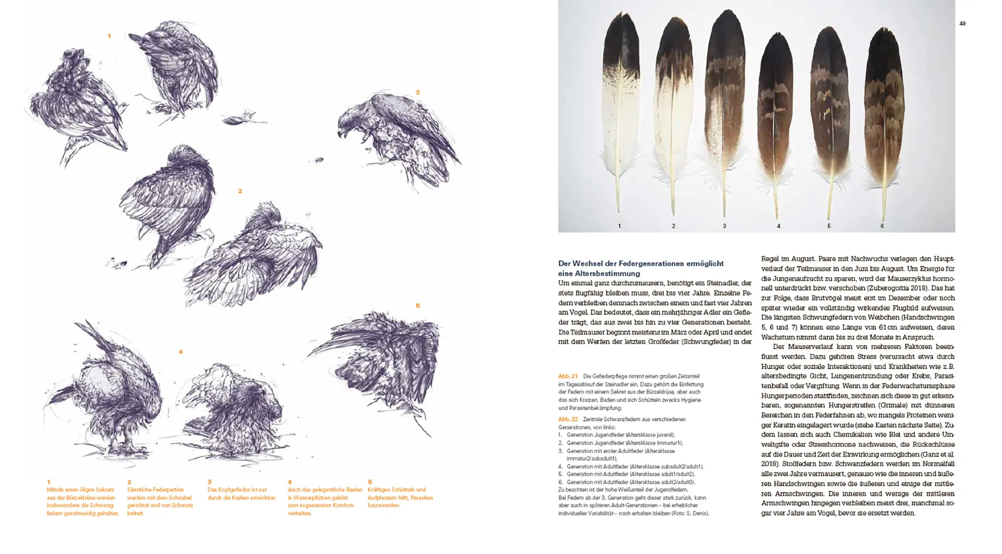 Sample Content (Image) Der Steinadler