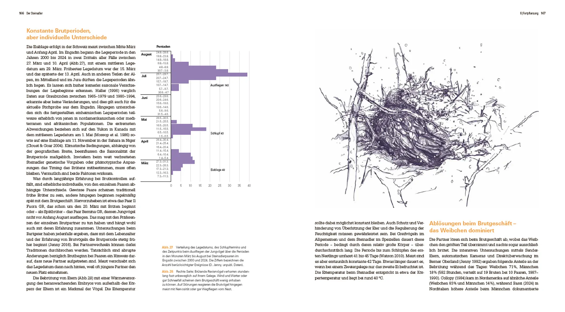 Sample Content (Image) Der Steinadler