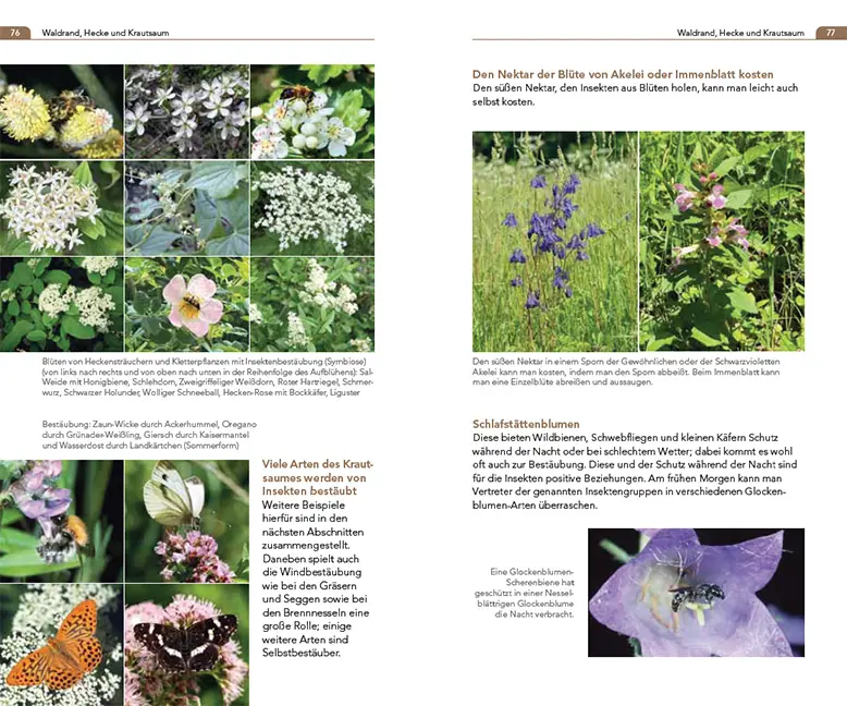 Sample Content (Image) Symbiosen beobachten