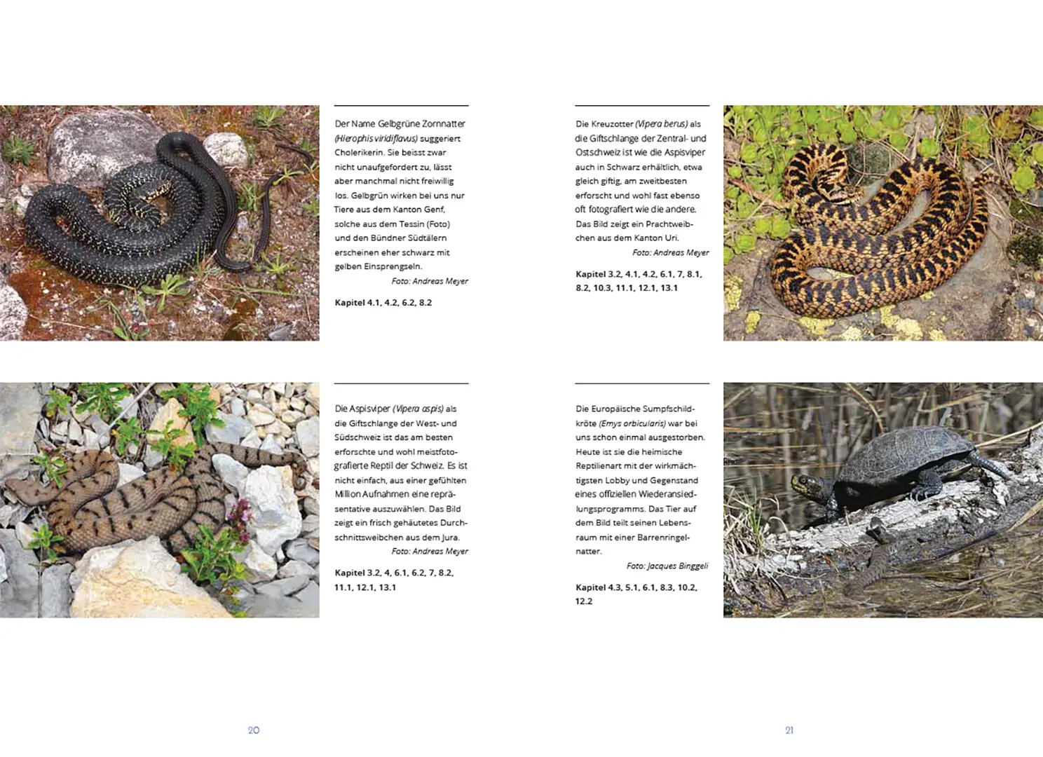 Sample Content (Image) Reptilien in der Schweiz