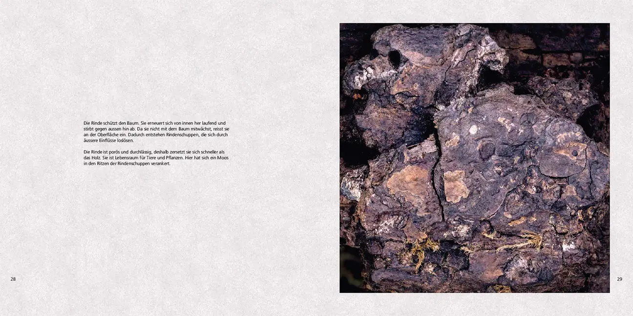 Sample Content (Image) Poesie des Vergehens