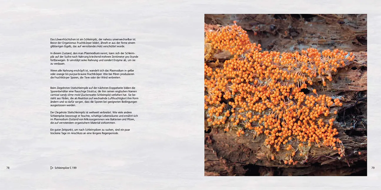 Sample Content (Image) Poesie des Vergehens