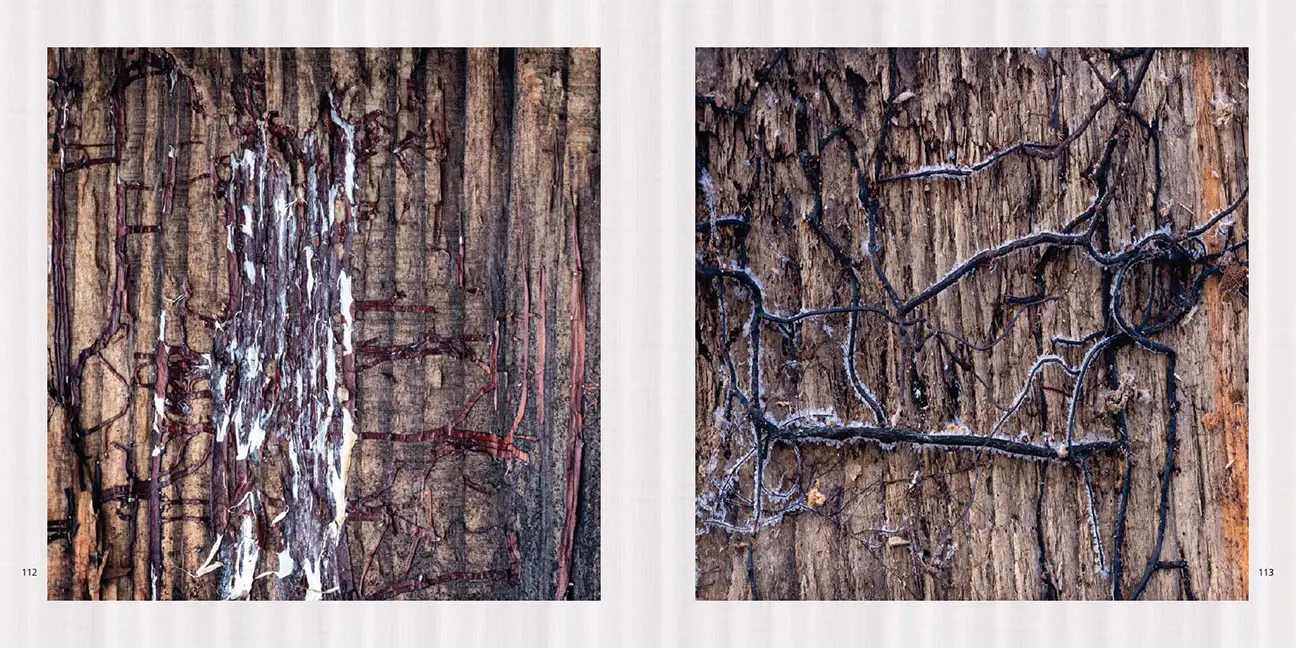 Sample Content (Image) Poesie des Vergehens