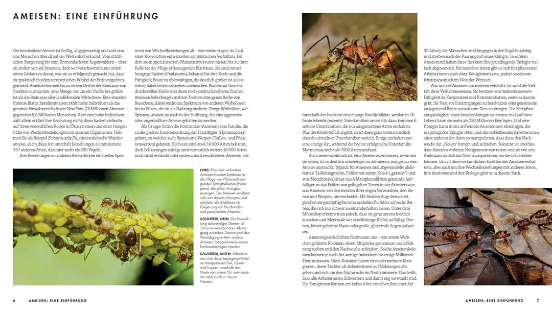 Sample Content (Image) Ameisen