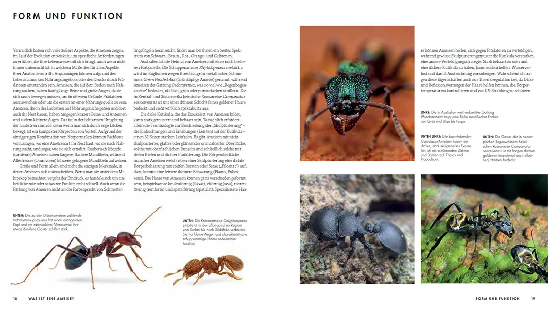 Sample Content (Image) Ameisen