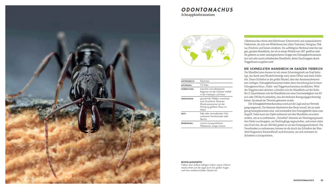 Sample Content (Image) Ameisen