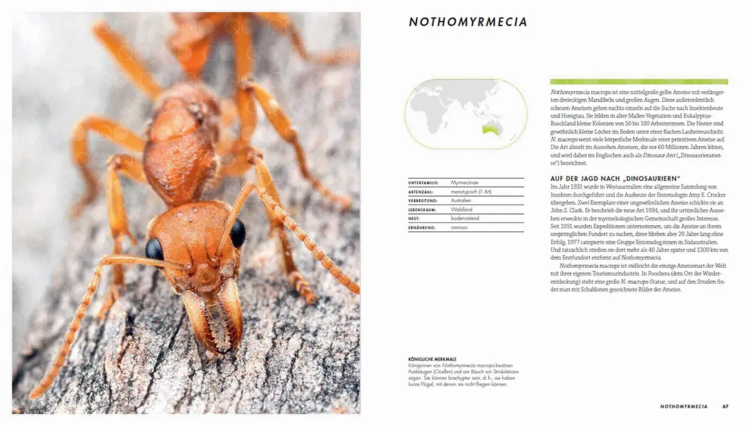 Sample Content (Image) Ameisen