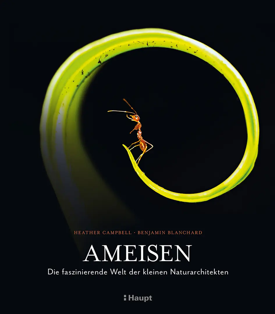 Front Cover Image Ameisen